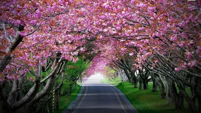 japan partners with meghalaya for shillong cherry blossom festival