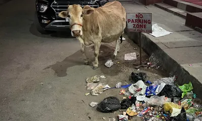 assam  plastic waste endangers stray animals and public health in pathsala
