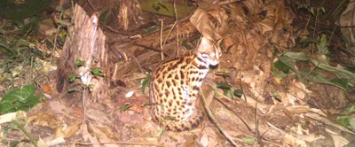 camera traps reveal hidden cat world in arunachal pradesh