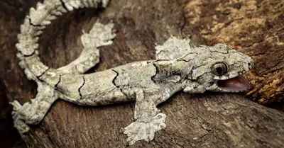 new lizard species discovered in arunachal  nagaland  manipur and mizoram