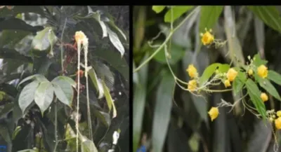 assam  rare wild cucumber documented in bherjan borajan padumoni wildlife sanctuary