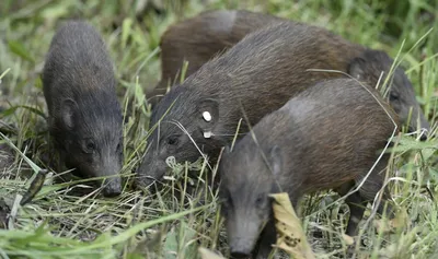 assam  udalguri hosts pygmy hog music festival to combat extinction