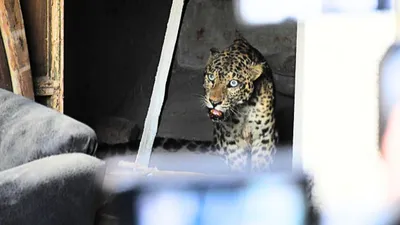 assam  leopard rescued in guwahati  two forest officials injured