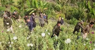 manipur  security forces destroy poppy plantations in kangpokpi