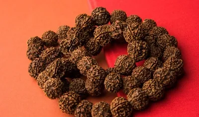 how to identify an original rudraksha and why it really matters 