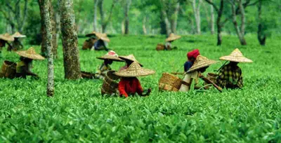 sc directs assam govt to pay rs 70 crore to settle tea workers  dues