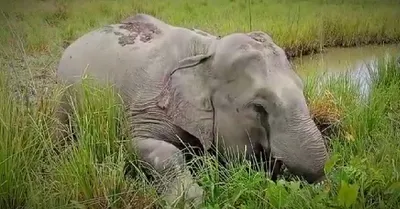 assam  two elephants electrocuted in karbi anglong