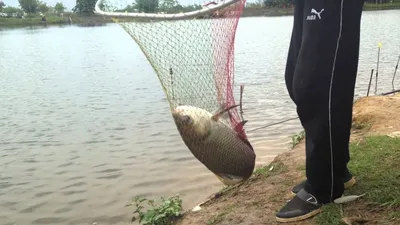 assam  clash over fishing at kaziranga national park halts traffic on highway