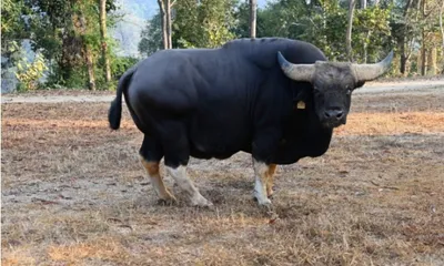 arunachal  genetic study of mithuns flags declining breeding population
