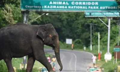 assam  activist moves supreme court panel over illegal construction in kaziranga corridors