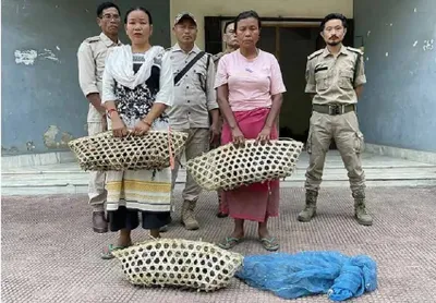 nagaland  two women held with 79 red necked pigeons in dimapur