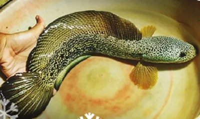 assam  indiscriminate collection and trade in ornamental fish behind rapid decline in native fish stocks