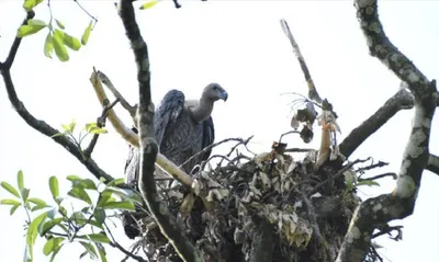 assam  aaranyak engages sivasagar students in fight for vulture conservation