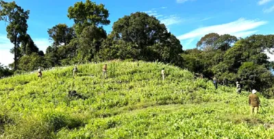 manipur  hectares of illicit poppy cultivation destroyed by security forces