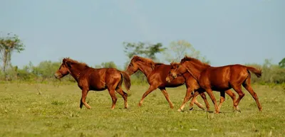 assam  ngt intervenes to save endangered feral horses