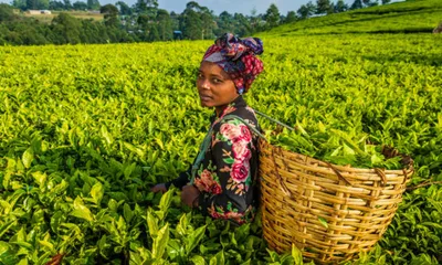 assam  small tea growers suffer from price crash  import surge