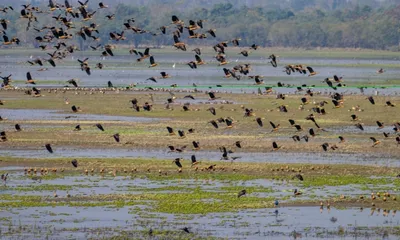 waterbird count 2026 underway in kaziranga to monitor assam’s wetland birds