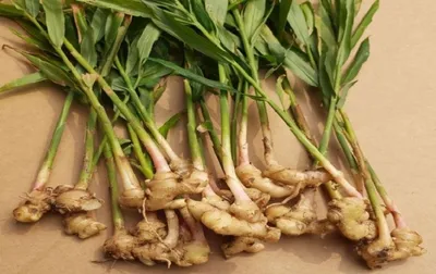 assam s moran ginger ranked among world’s most pungent varieties