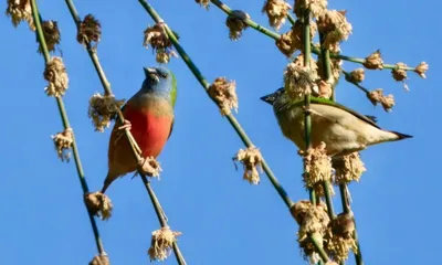 rare pin tailed parrotfinch sighted for first time in arunachal 