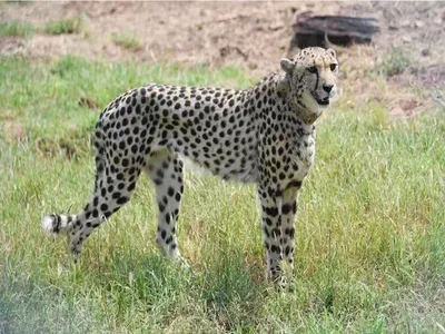 netizens questions about project cheetah after another cheetah dies in mp s kuno