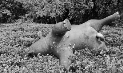 assam  illegal electrification kills wild elephant in digboi