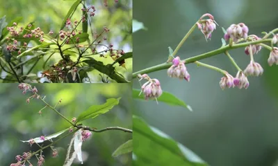rare ardisia pedunculosa recorded in assam for the first time