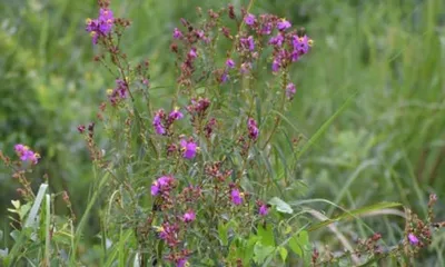 assam  new plant species discovered in manas national park named after zubeen garg