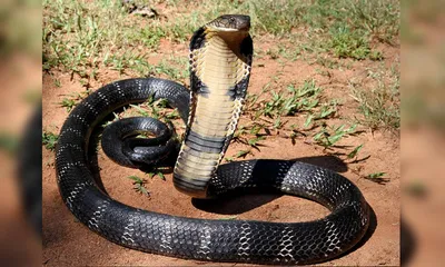 ten venomous cobras  including king cobras  discovered in nepal