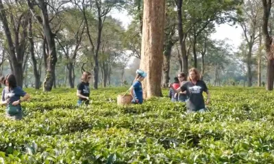world turns eyes to assam tea  foreign tourists pluck leaves in manas national park