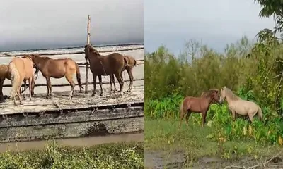 assam  feral horses relocated to sisu chapori after straying into dibrugarh town