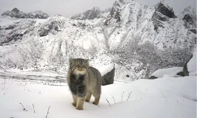 arunachal  pallas’s cat photographed for first time