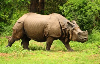 manipur man held in naxalbari for trying to smuggle rhino horn to nepal