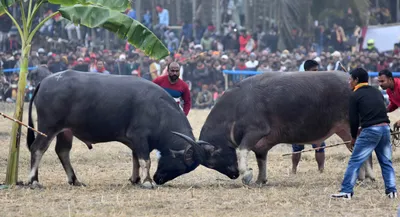 gauhati hc summons assam govt over ‘violation’ of order on buffalo  amp  bulbul fights