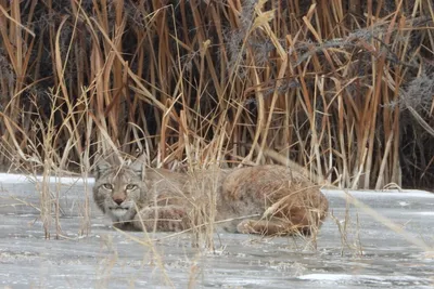 indian wildcats gain international conservation at cms cop14