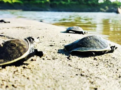 assam  kaziranga launches black softshell turtle conservation effort