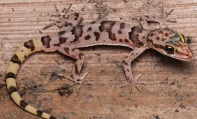 mizoram university researchers discover two new gecko species