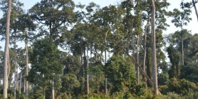 only 2  forest cover target met in 10 years  cag audit exposes green india mission gap