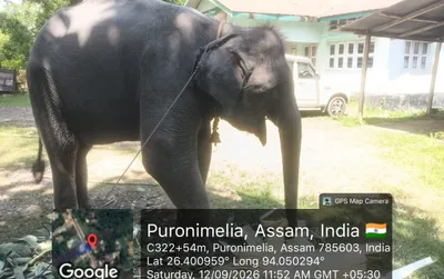 seized elephant in assam s golaghat sparks ownership and documentation row