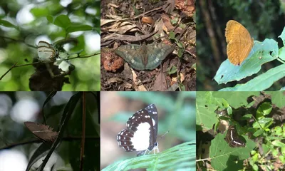 arunachal  six new butterfly species reported from eastern himalayas