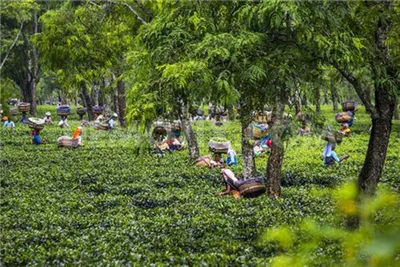 tea industry in assam   tough challenges ahead