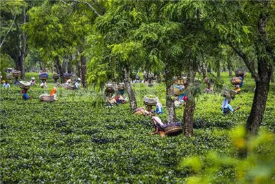 tea industry in assam   tough challenges ahead