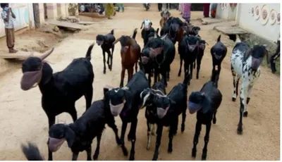 arunachal  govt seeks rajasthan collaboration in goat rearing