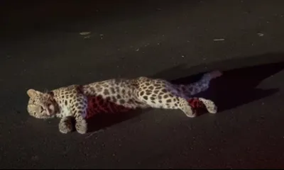 assam  adult leopard killed by speeding vehicle in dibrugarh