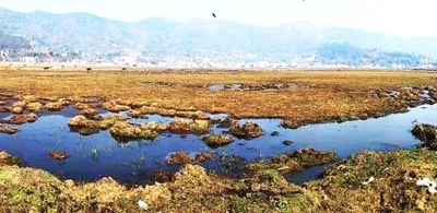 reviving lamphelpat  a triumph for conservation in manipur