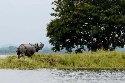 proposed luxury hotels in and around kaziranga threaten wildlife conservation  livelihood