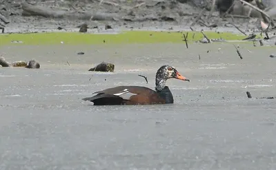 in search of white winged wood duck  assam’s state bird on brink of extinction