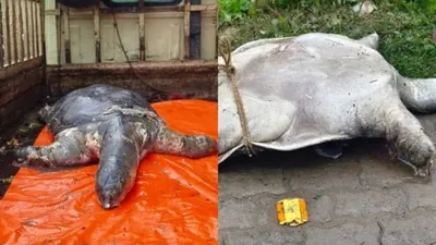 assam  tortoise death in sivasagar s yamuna sparks outrage over pollution