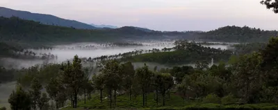 why trees outside forests matter for your well being