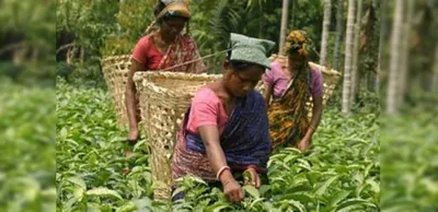 assam aims to reclassify tea gardens for industrial development