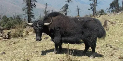 arunachal  west kameng bans trans border yak movement after disease outbreak in bhutan